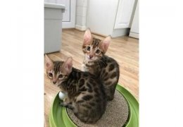 Beautiful Bengal Pedigree and Registered kittens.jpg