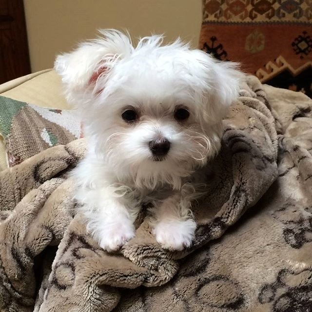maltesespuppy___BZ_-NktAPTJ___.jpg