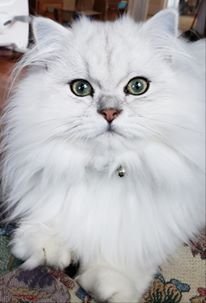 Chinchilla 3.jpg