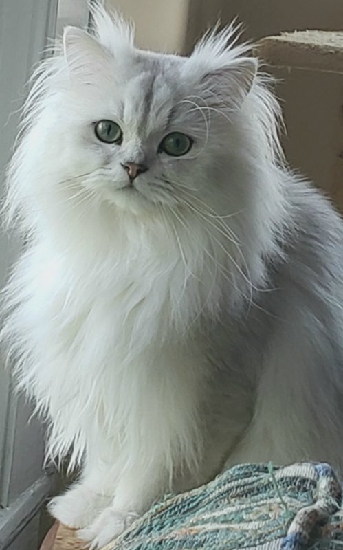 Chinchilla 1.jpg