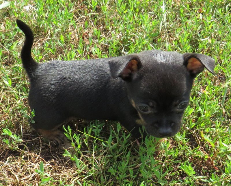 puppy16.jpg puppy16.jpg