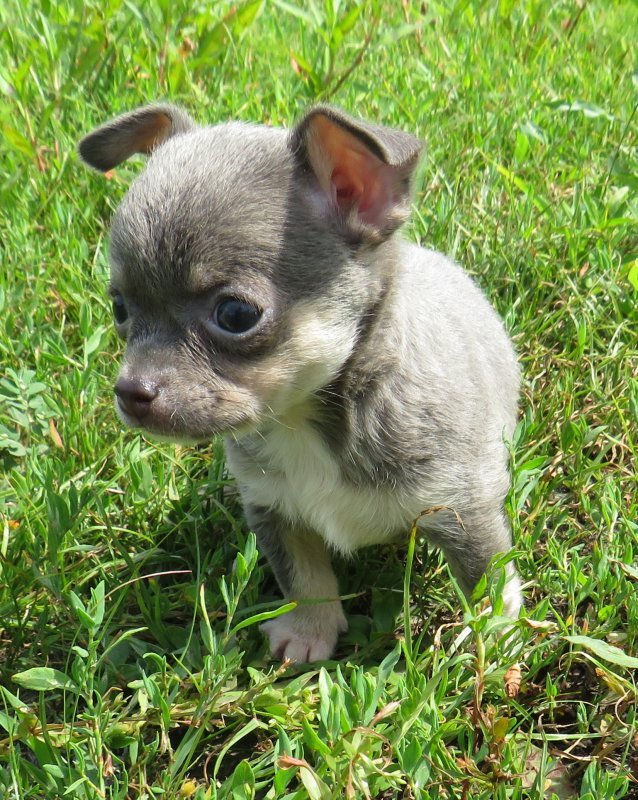 puppy19.jpg puppy19.jpg
