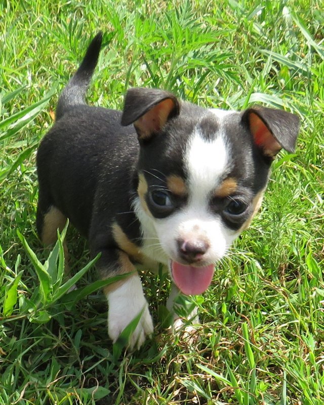 puppy23.jpg puppy23.jpg