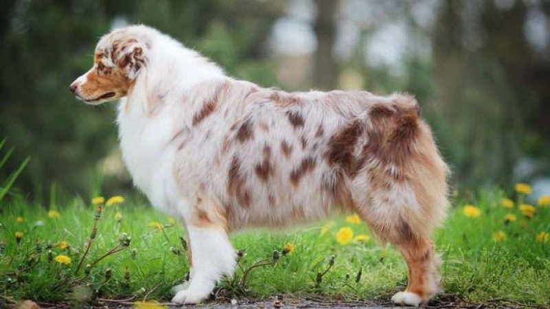 australian-shepherd-dog-820x461.jpg
