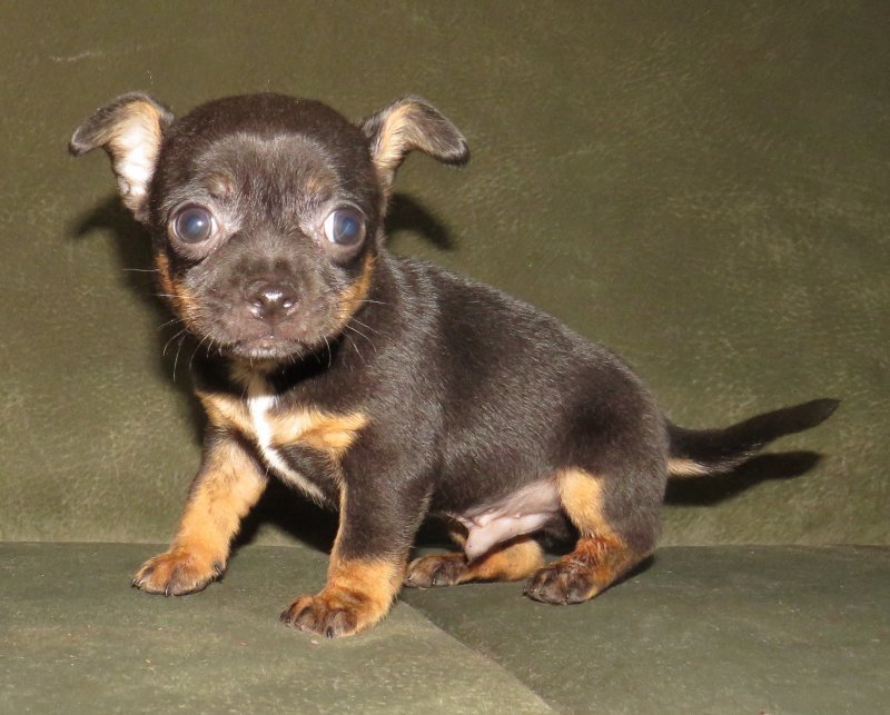 puppy1.jpg