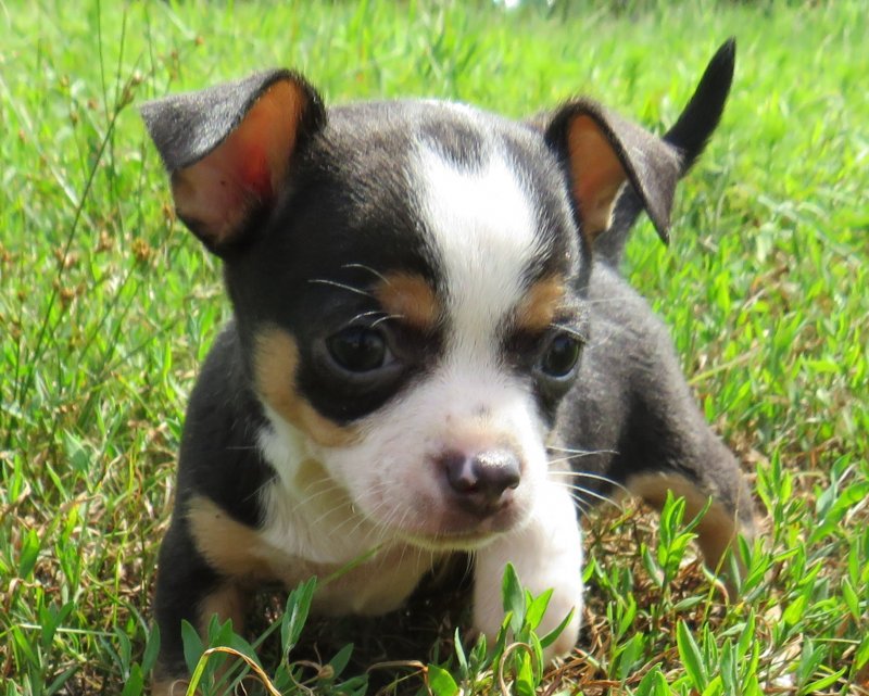 puppy9.jpg