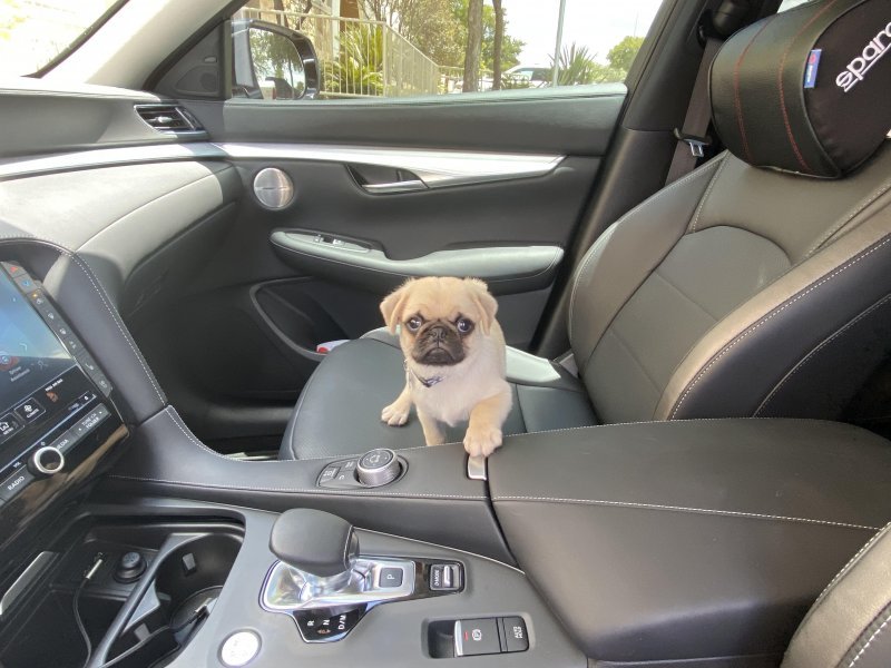 pug.jpg
