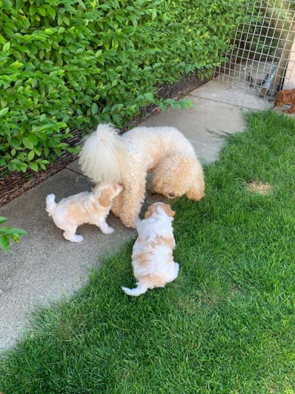 -maltipoo-puppiesnhb.jpg
