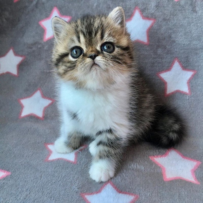 kobano_cattery-___B8_tZIlJpkd___-.jpg