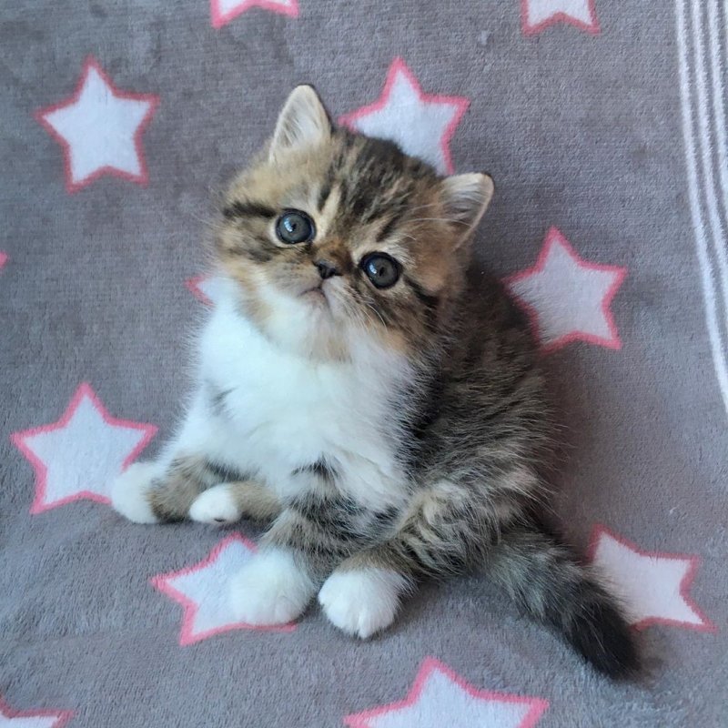 kobano_cattery-___B9CLEQ3Jf-o___-.jpg