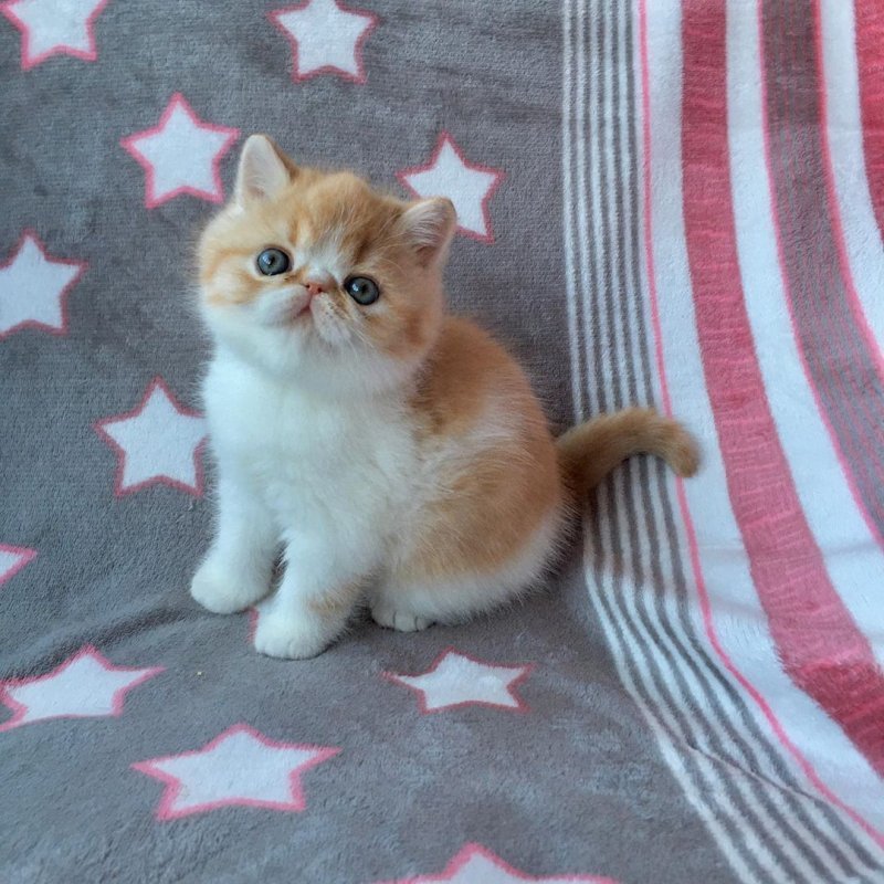kobano_cattery-___B9MUMKopvd8___-.jpg