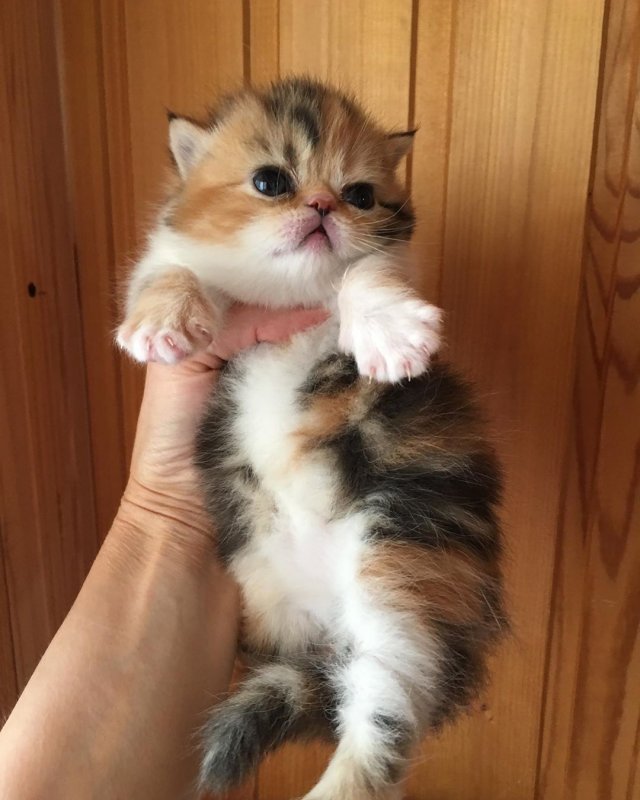 kobano_cattery-___By77wKXJSMy___-.jpg