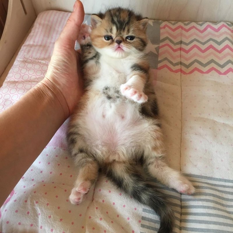 kobano_cattery_1-___By-TUP8pSYS___-.jpg