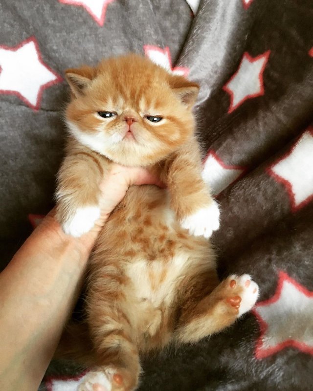 kobano_cattery-___B5cy1EFJiWs___-.jpg