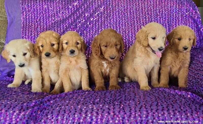 goldendoodle-puppies-1950467407_large.jpg