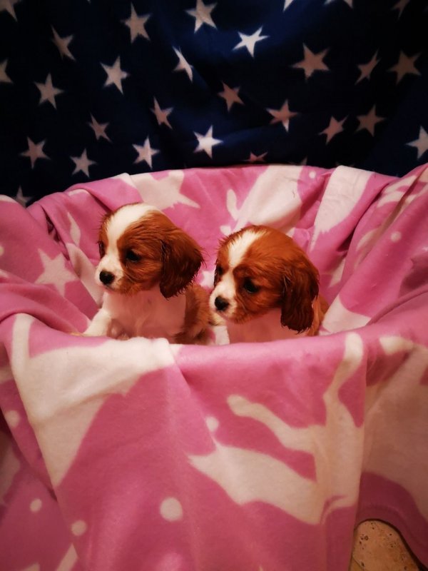 cavalier-king-charles-puppies-5df55b9ca25d7.jpg