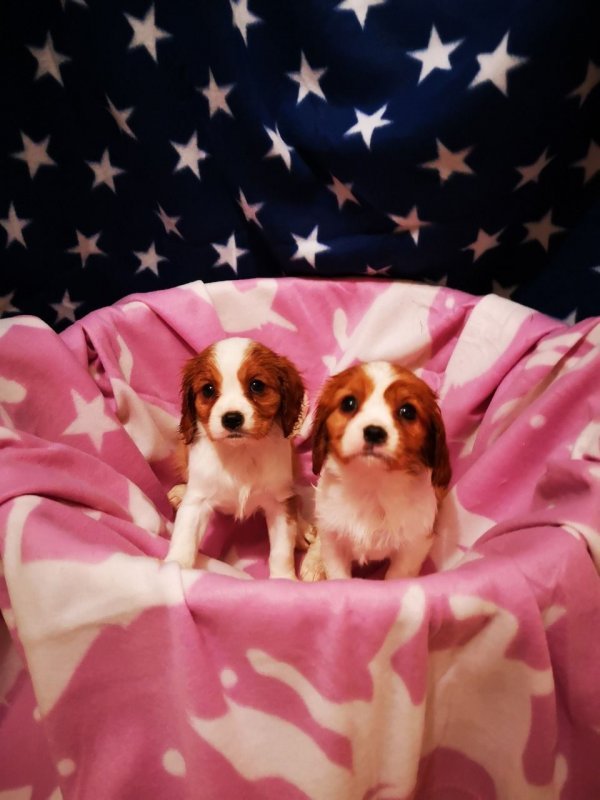 cavalier-king-charles-puppies-5df55b9ee2ebe.jpg