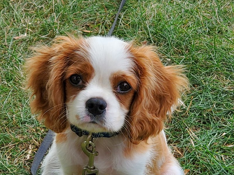 King Cavalier Puppy