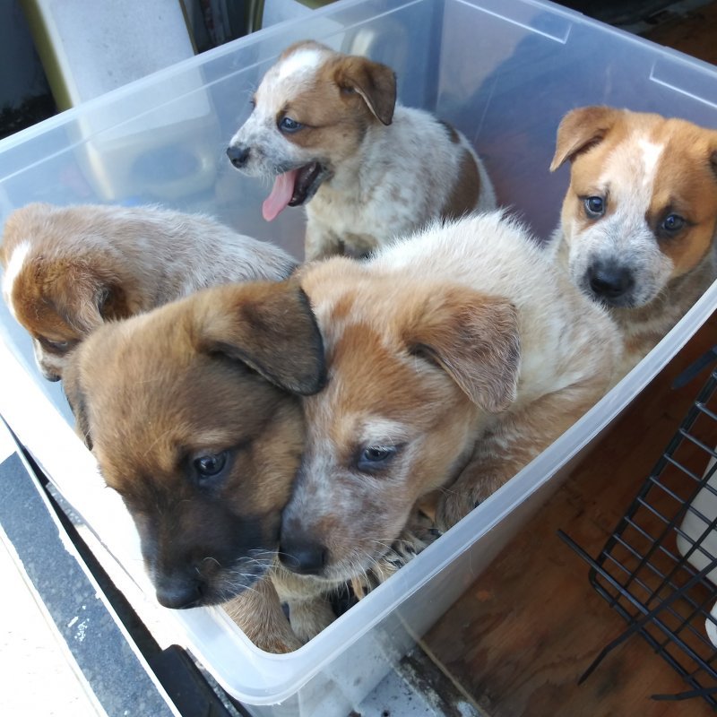 PUPPIES CRAIGSLIST 8.jpg PUPPIES CRAIGSLIST 8.jpg
