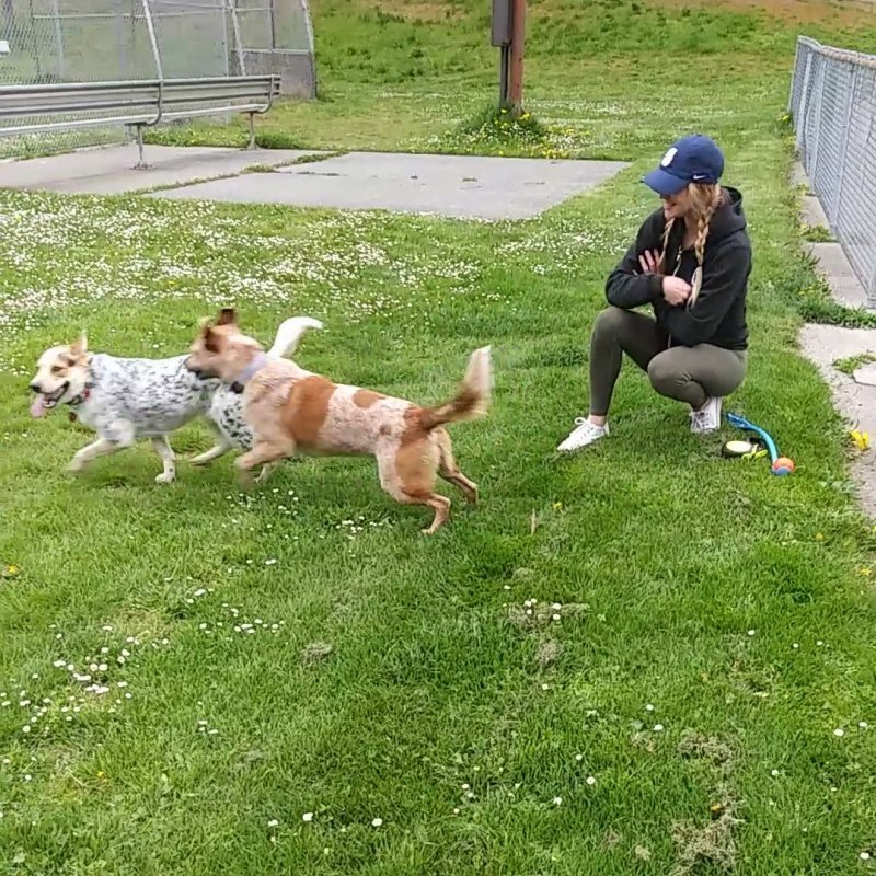 PUPPIES CRAIGSLIST 3.jpg PUPPIES CRAIGSLIST 3.jpg