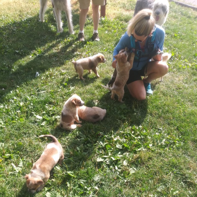 PUPPIES CRAIGSLIST 9.1.jpg PUPPIES CRAIGSLIST 9.1.jpg
