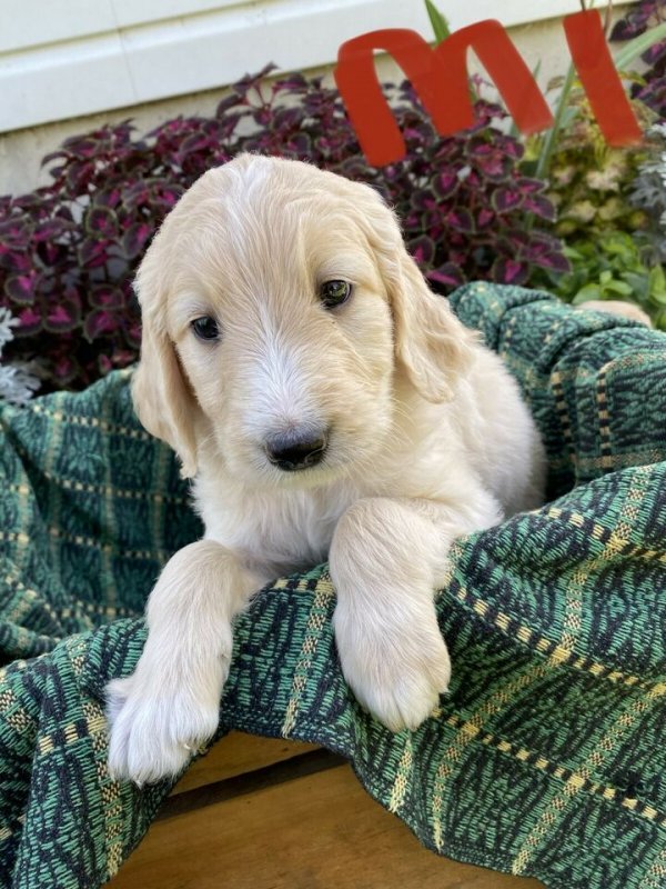Golden Doodle Puppies.jpg Golden Doodle Puppies.jpg