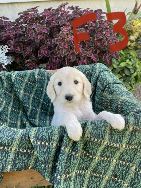 Golden Doodle Puppies1.jpg Golden Doodle Puppies1.jpg