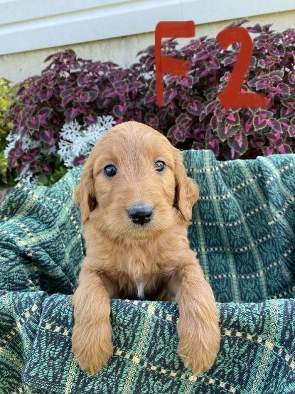 Golden Doodle Puppies3.jpg
