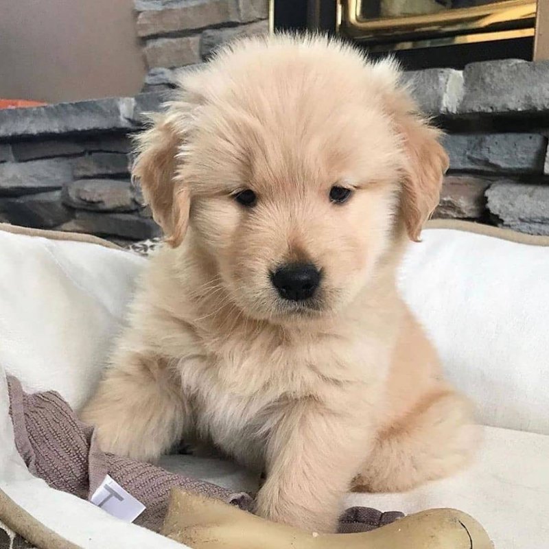 Adorable Golden Retriever Puppies for Rehoming