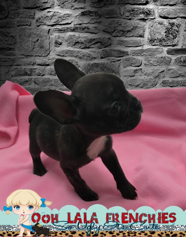 French Bulldog Puppy - feMale -  Bella  1c.jpg