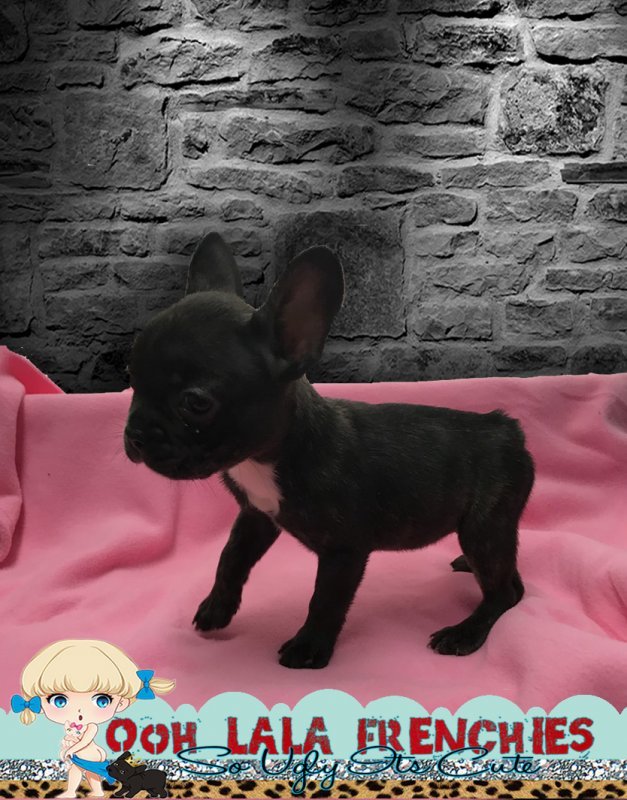 French Bulldog Puppy - feMale -  Bella .jpg