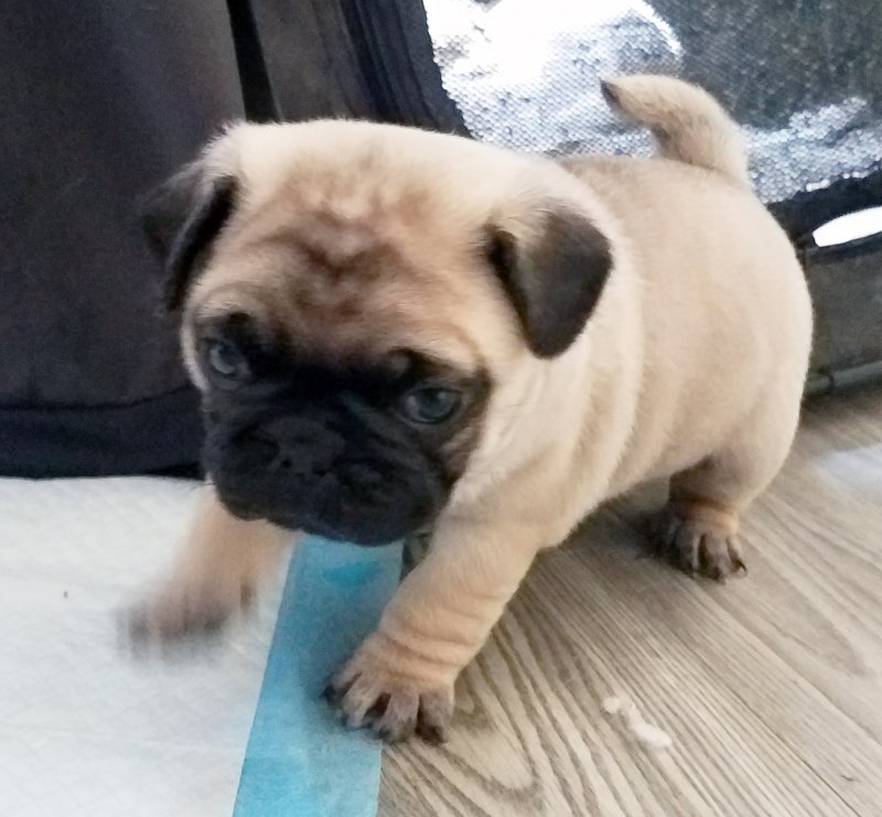 fawn1.jpg
