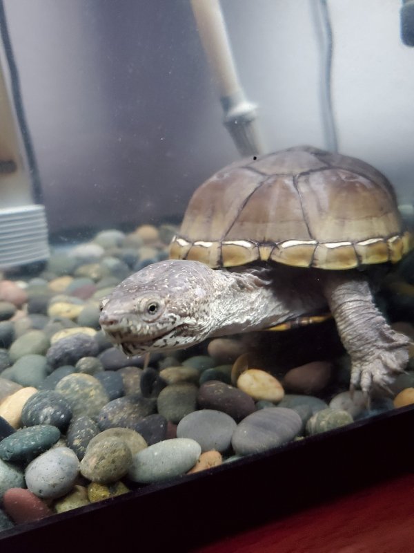 Mississippi Map Turtle & Aquarium