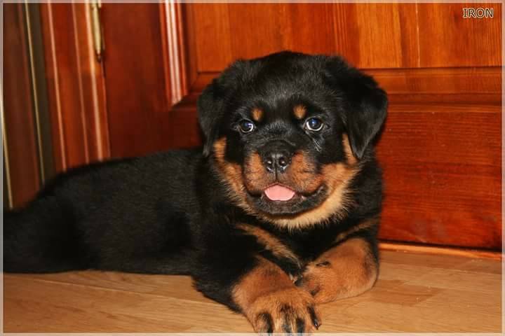 Rott2.jpg