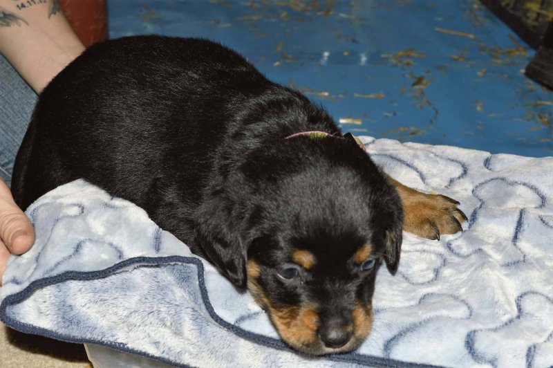 Rott A4.jpg