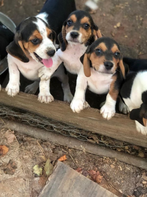 BEAGLE PUPPIES 1.jpg