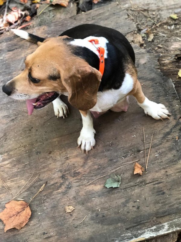 BEAGLE PUDDING 2.jpg