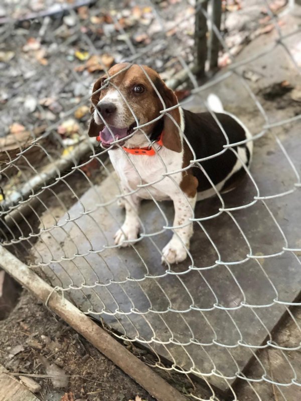 BEAGLE RICK 3.jpg