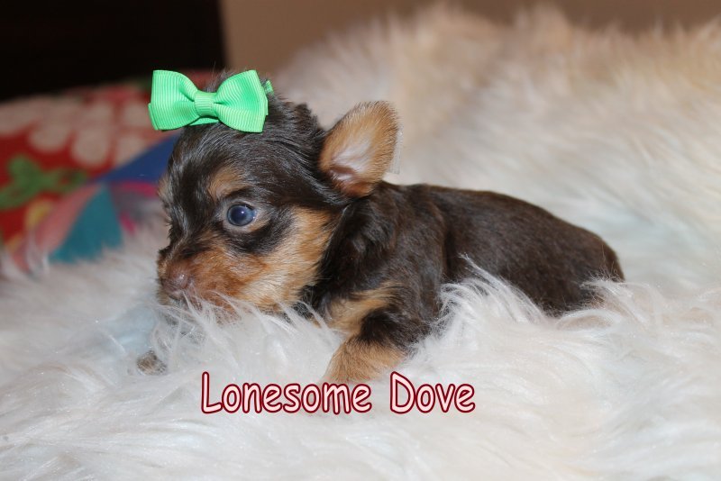 dazzels male text lonesome dove 9920204.jpg