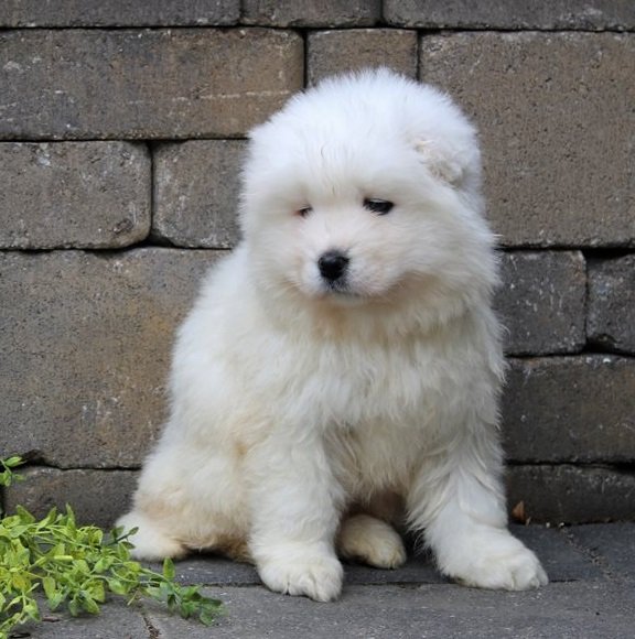 samoyed-puppy-picture-13a00b81-c558-448d-8616-9730b49a023f.jpg