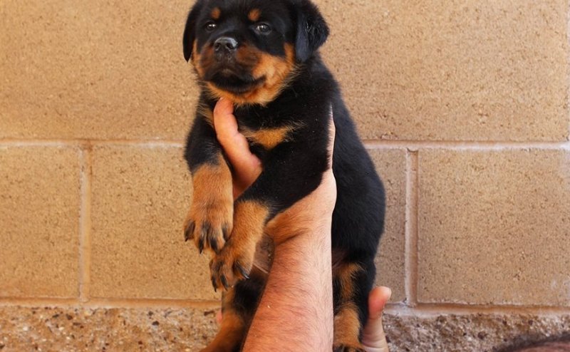 rottweiler-puppy-picture-a21cf72a-5806-4f5a-8423-aacaae0e24d9.jpg