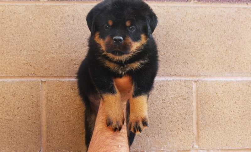 rottweiler-puppy-picture-b709ca70-708a-4053-9daf-361ec1be8701.jpg