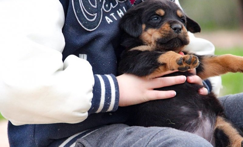 rottweiler-puppy-picture-b6089cd2-2d96-49aa-afd9-27052c83c9fd.jpg