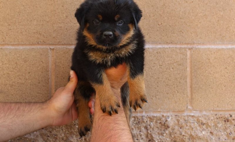 rottweiler-puppy-picture-b6947fb7-3d10-42c7-9185-ba1a3f8fe46e.jpg