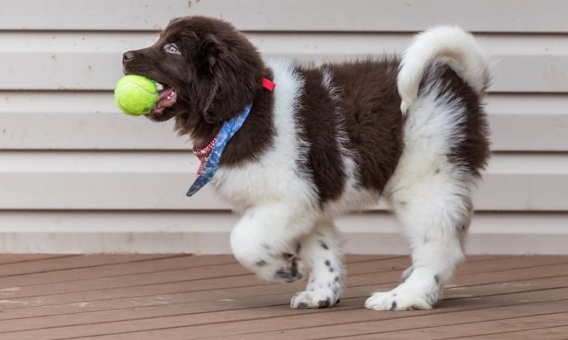 newfoundland-puppy-picture-017dd3ff-0296-43ec-9806-d0d31facb605.jpg