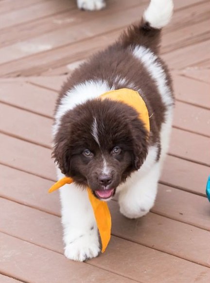 newfoundland-puppy-picture-23b93384-277e-4087-84d8-6acb7afc5d65.jpg