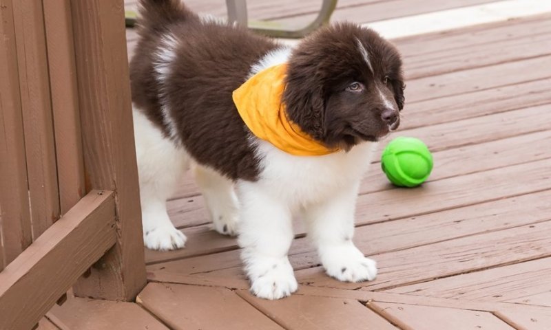 newfoundland-puppy-picture-3c22c373-0b86-4e06-83b8-108d31527c05.jpg