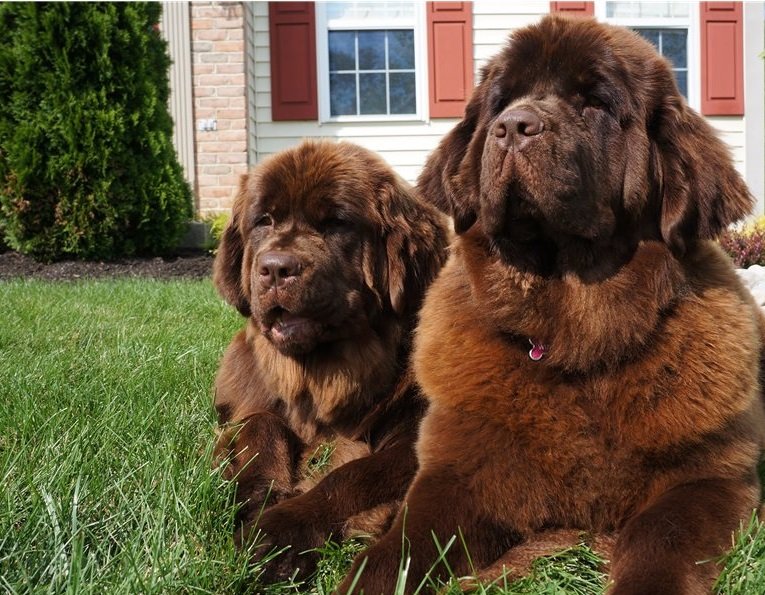 newfoundland-puppy-picture-94a07a1f-955f-48af-acfb-0dee55ab9e2b.jpg