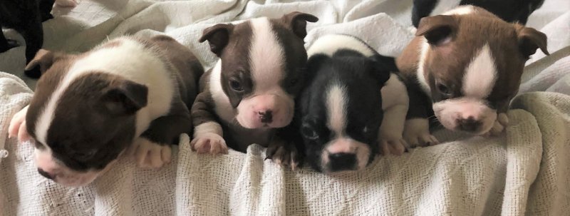 pups.jpg