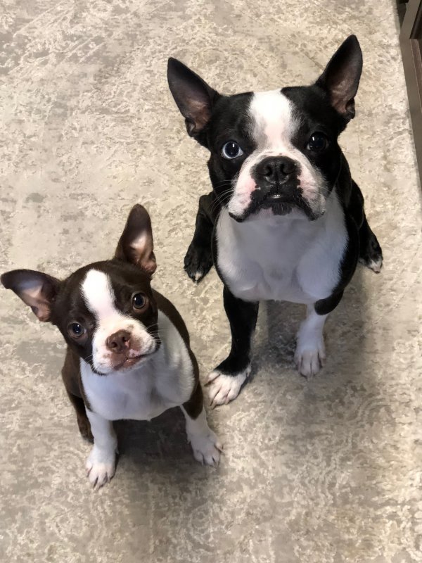 5 Purebred Boston Terrier Puppies for Sale!